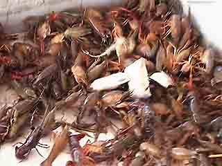 صور Crawfish farming, Crowley ألطَّقص